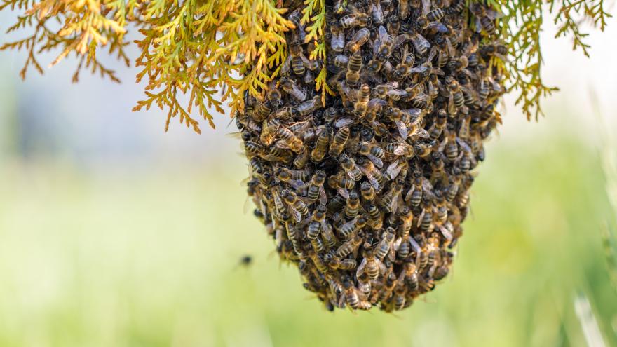 Enjambre de abejas