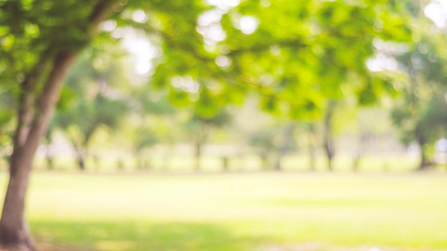 Parque con arboles verdes