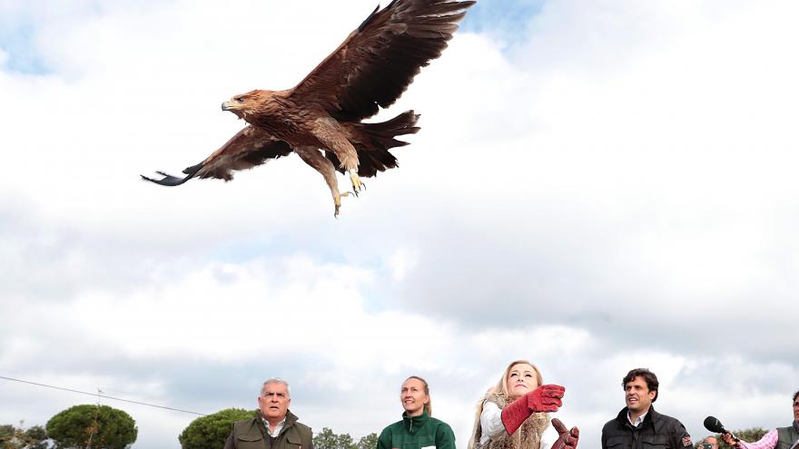 Cristina Cifuentes suelta un águila imperial 