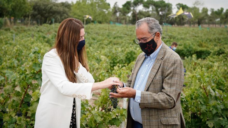 El consejero recibiendo un racimo de uvas en un campo de cosecha