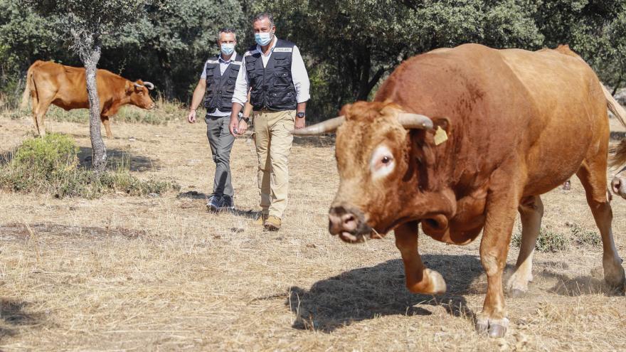 a Comunidad de Madrid promueve el pastoreo controlado como medio para prevenir los incendios forestales