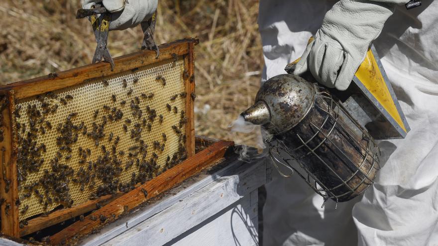 Apicultores abejas