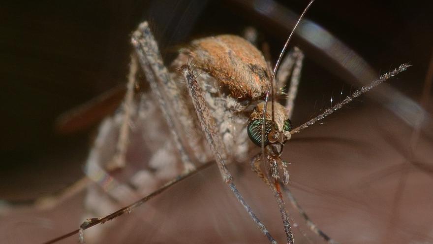 Imagen macro de un mosquito Culex pipiens picando