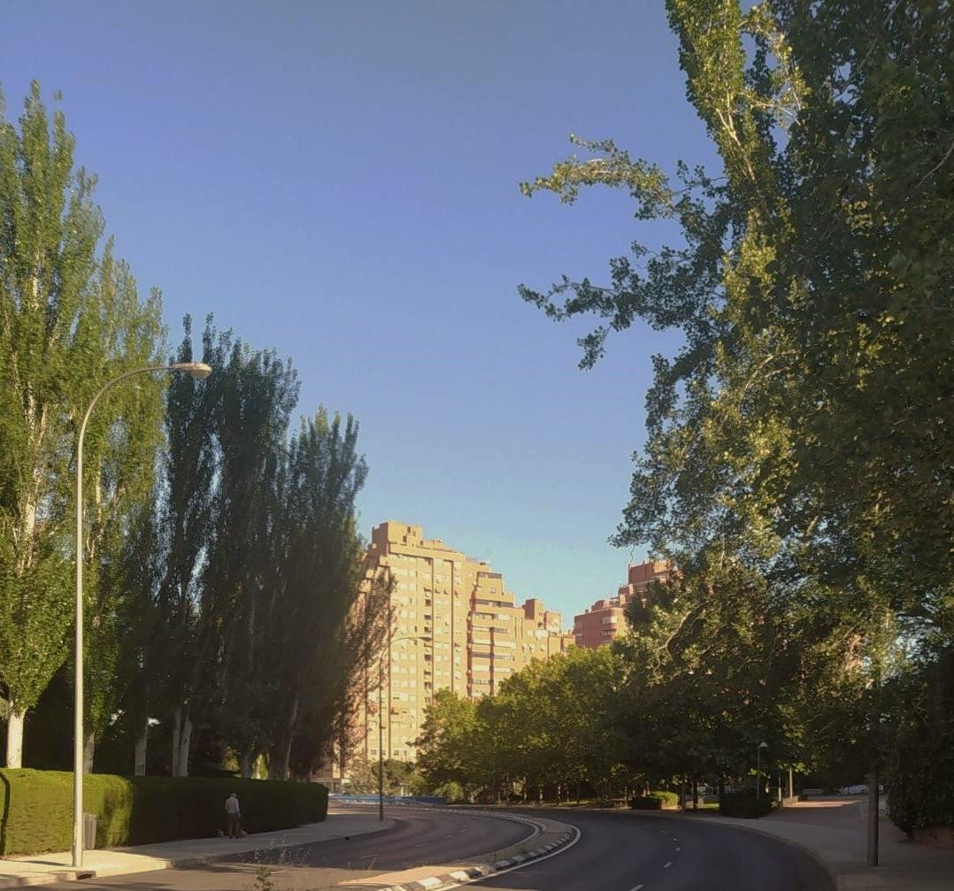 Arbolado Urbano | Comunidad de Madrid