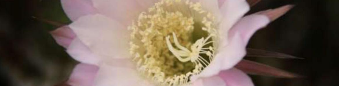 Flor_cactus