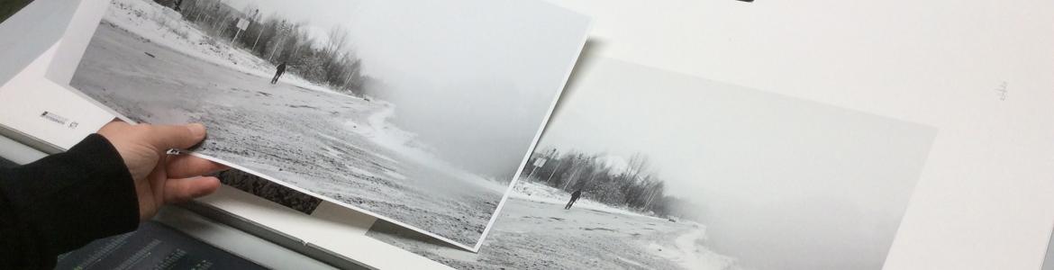 Detail of some photographs of forest landscapes in gray tones