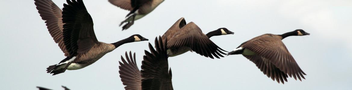 Imagen de gansos volando