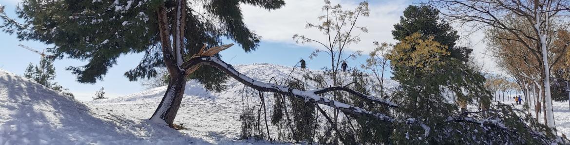 Árbol tronchado y paisaje nevado en la borrasca Filomena