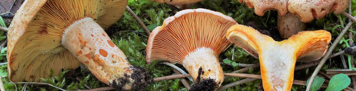 Lactarius deliciosus