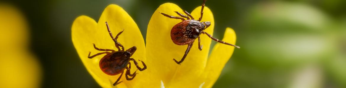 Dos garrapatas en una flor amarilla y fondo verde