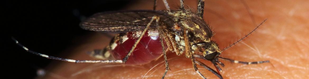 Primer plano de un mosquito hembra con el abdomen lleno de sangre
