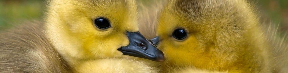 Dos patitos uno frente a otro