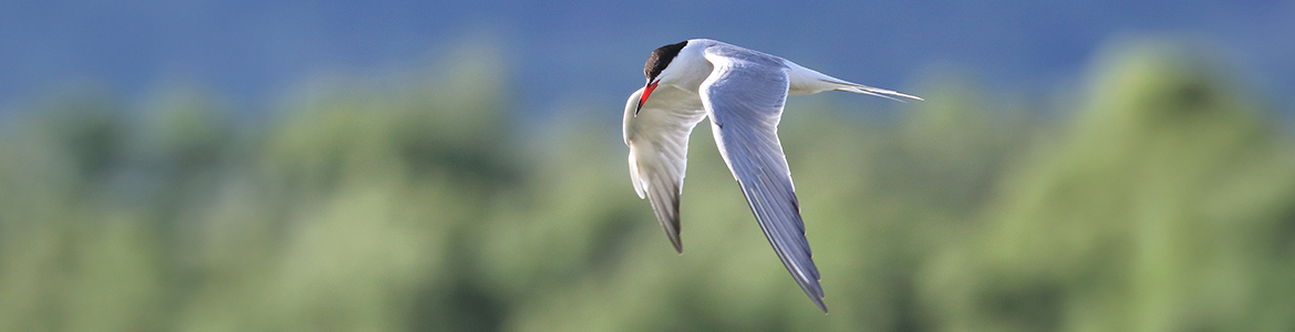 expofotografica_aves