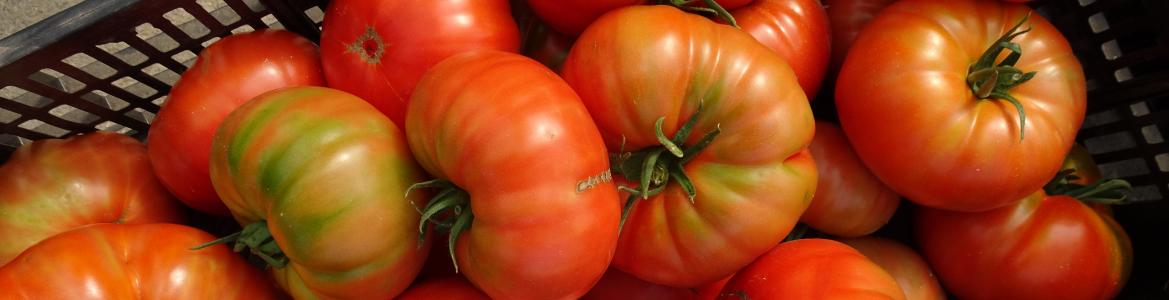 Cuatro cajas de tomates maduros recién recogidos