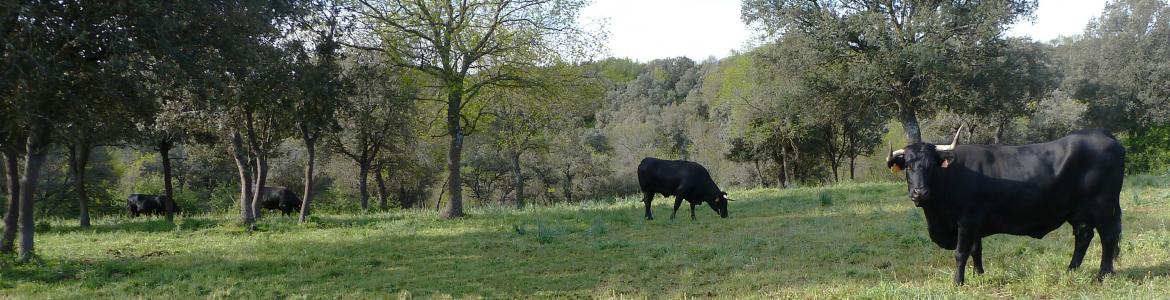 Vacas pastando