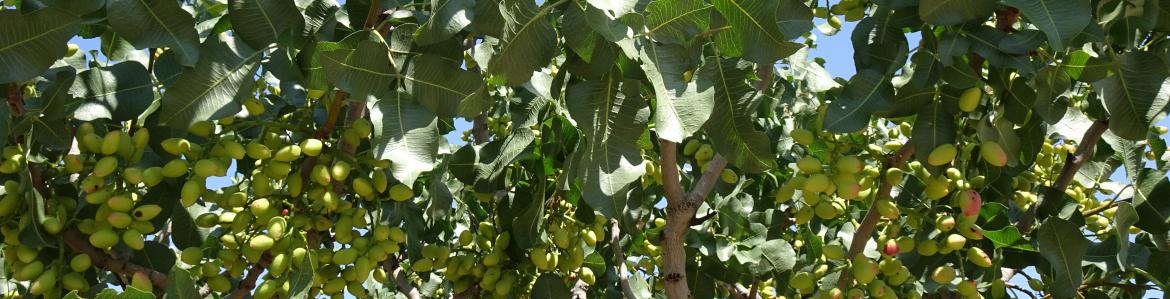 Primer plano de frutos de un árbol de pistacho