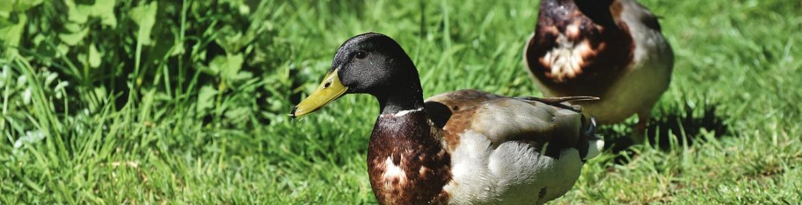 Foto patos