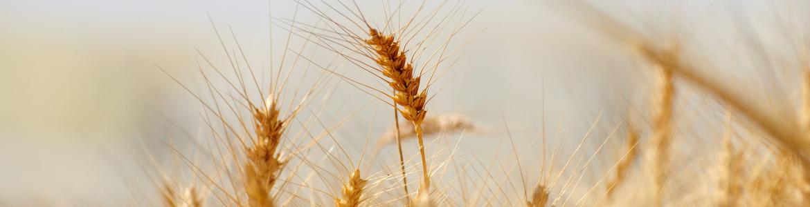 Imagen de un campo con espigas de trigo