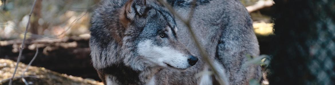 Un lobo en el bosque