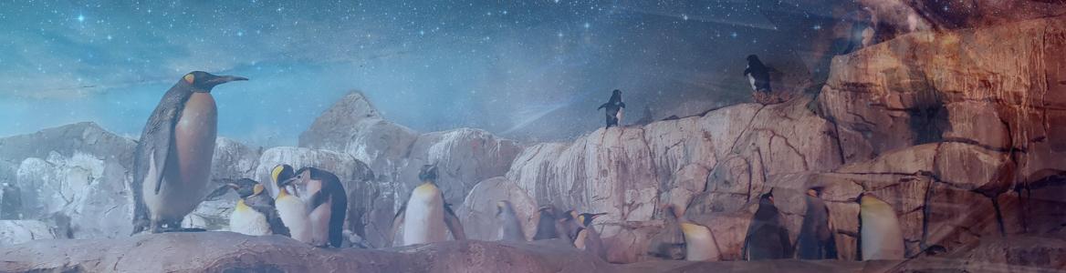 Grupo de pingüinos en torno a una roca y con cielo estrellado