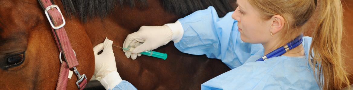 Veterinario con caballo