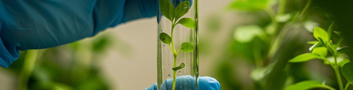 plantas_ciencia_csic