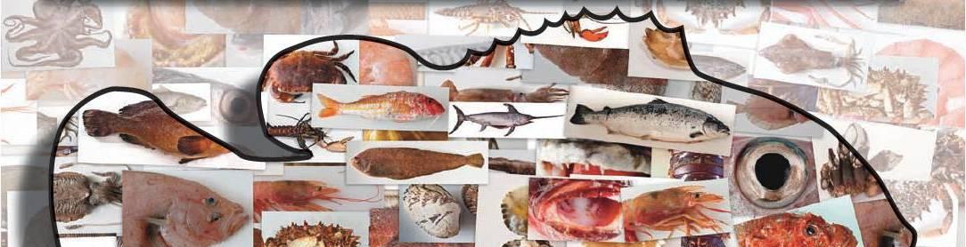 Imagen de la portada de la Guía de los principales pescados, moluscos y crustáceos comercializados en la Comunidad de Madrid