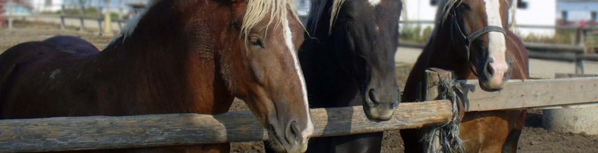 Imagen de varios caballos