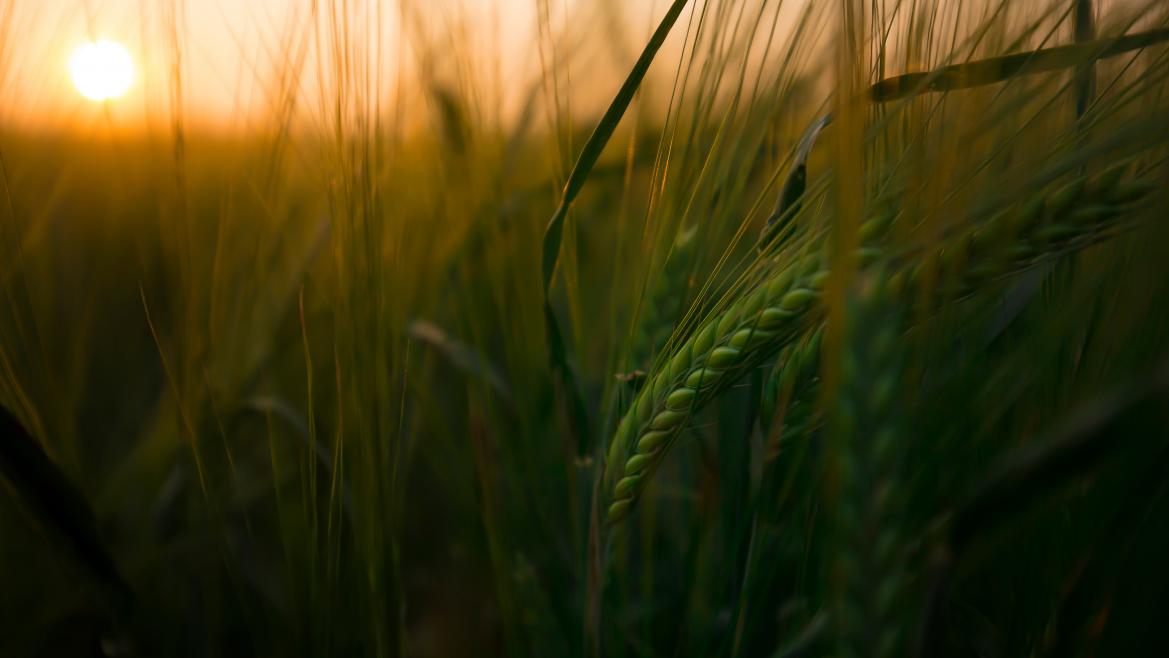 Una siembra de trigo en un atardecer