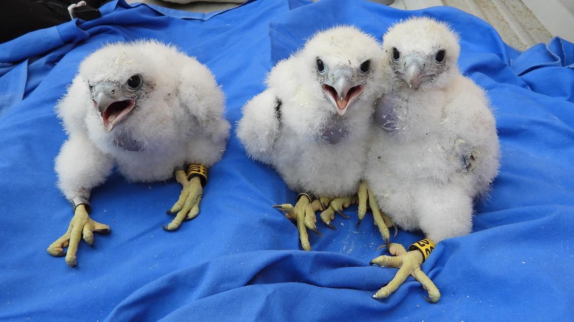 Imagen del artículo Una pareja de halcones peregrinos se reproduce y tiene tres crías en un nido instalado en la azotea del Hospital 12 de Octubre