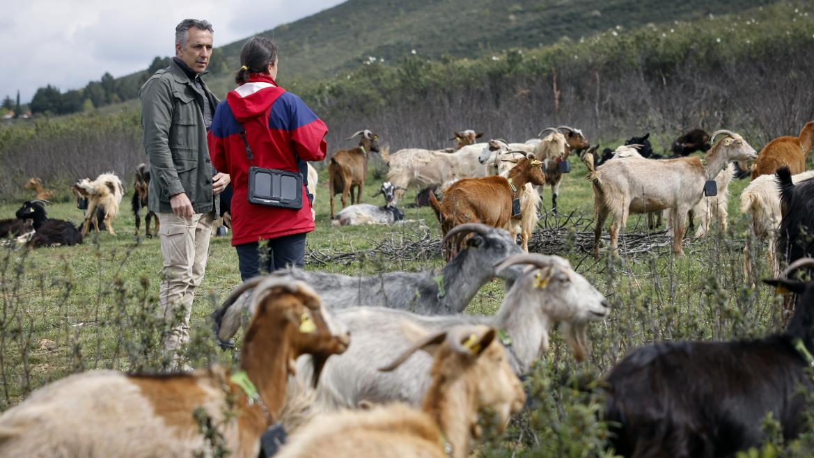 Imagen del artículo La Comunidad de Madrid aplica tecnología avanzada en el pastoreo para la prevención de incendios forestales