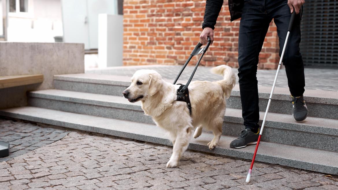 Persona con un bastón  y un perro guía