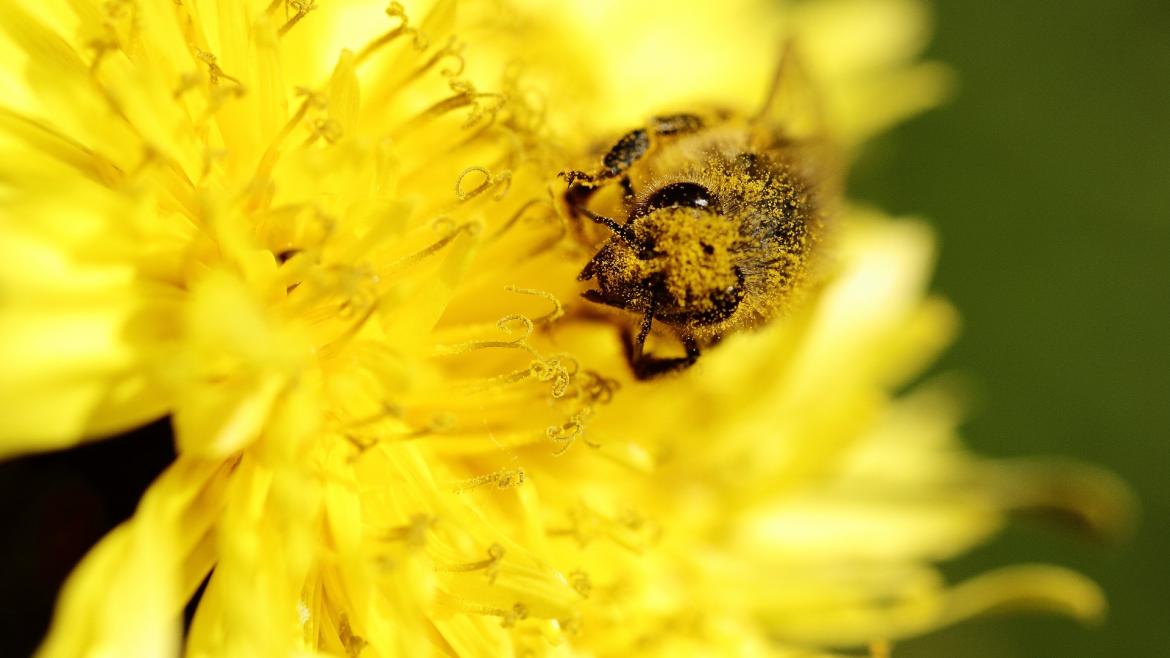 abeja sobre una flor con polen