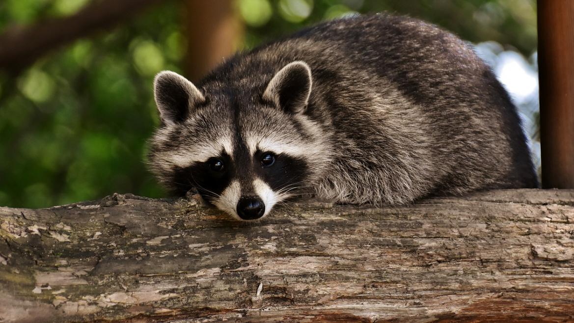 Imagen del artículo La Comunidad de Madrid aprueba 1,5 millones para el seguimiento y control de fauna silvestre y especies exóticas invasoras