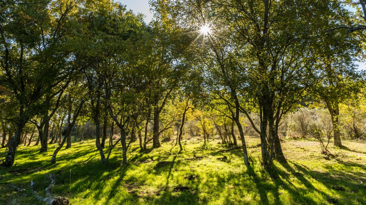 Imagen del artículo La Comunidad de Madrid amplía el Parque Nacional de la Sierra de Guadarrama comprando 453 hectáreas de gran valor ecológico en El Paular
