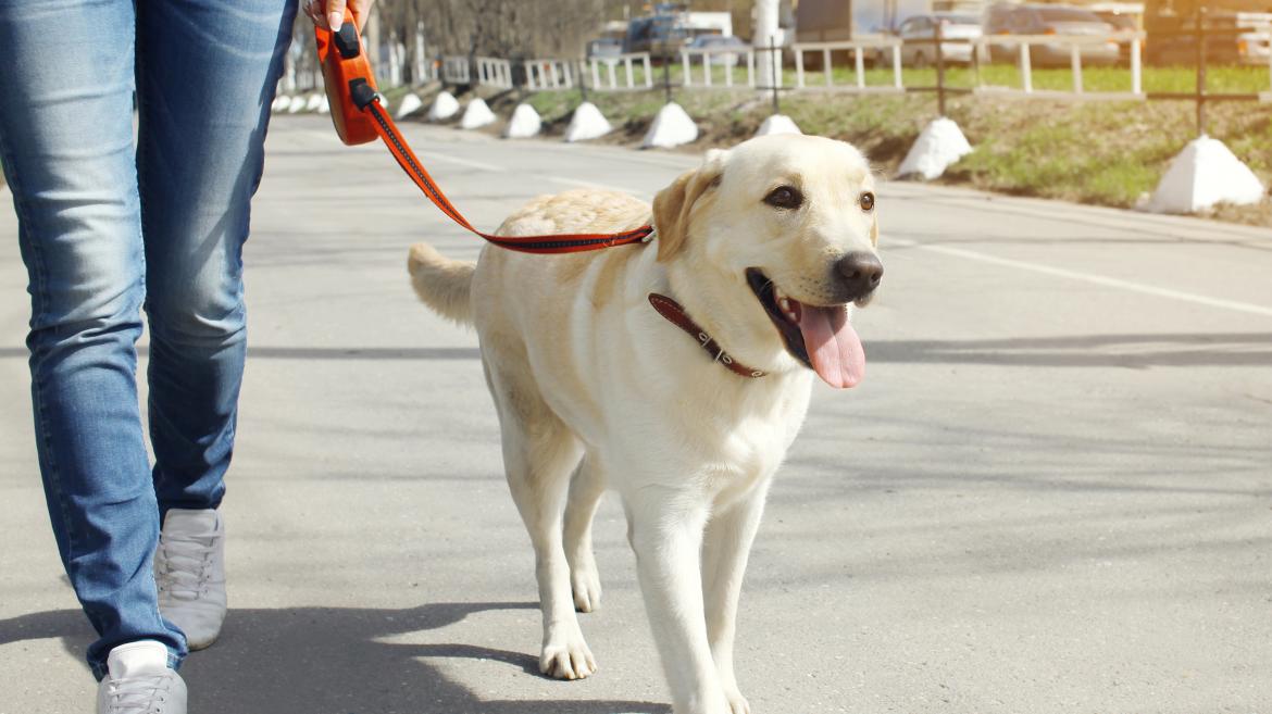 Un joven paseando a su perro