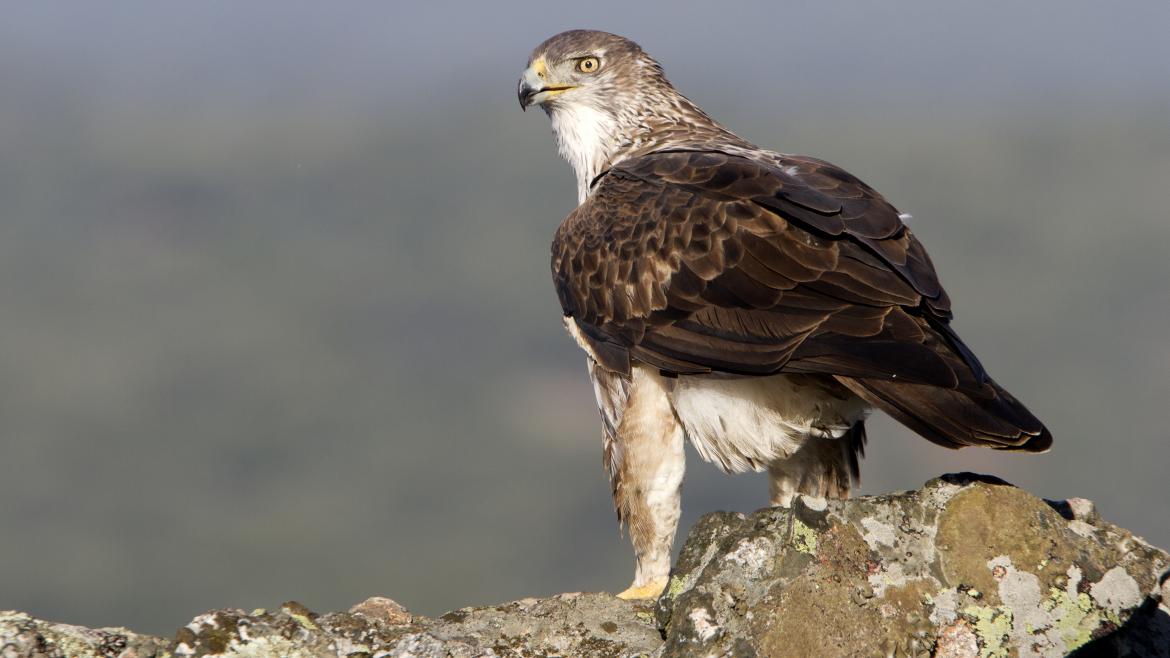 Un águila Bonelli en la Sierra