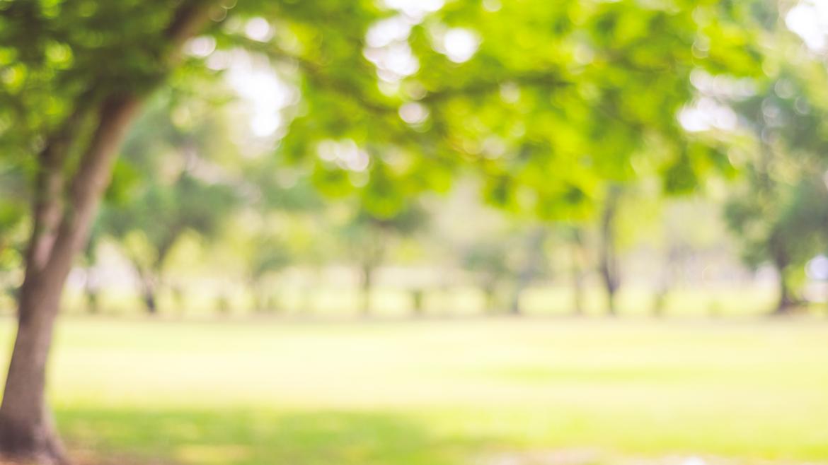 Parque con arboles verdes