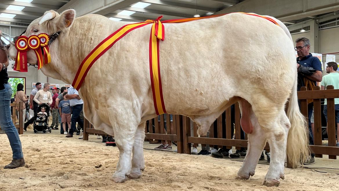 Imagen de cabecera #0 de la página de "Un ejemplar bovino madrileño de raza charolesa, premiado en la mayor feria agropecuaria del país "