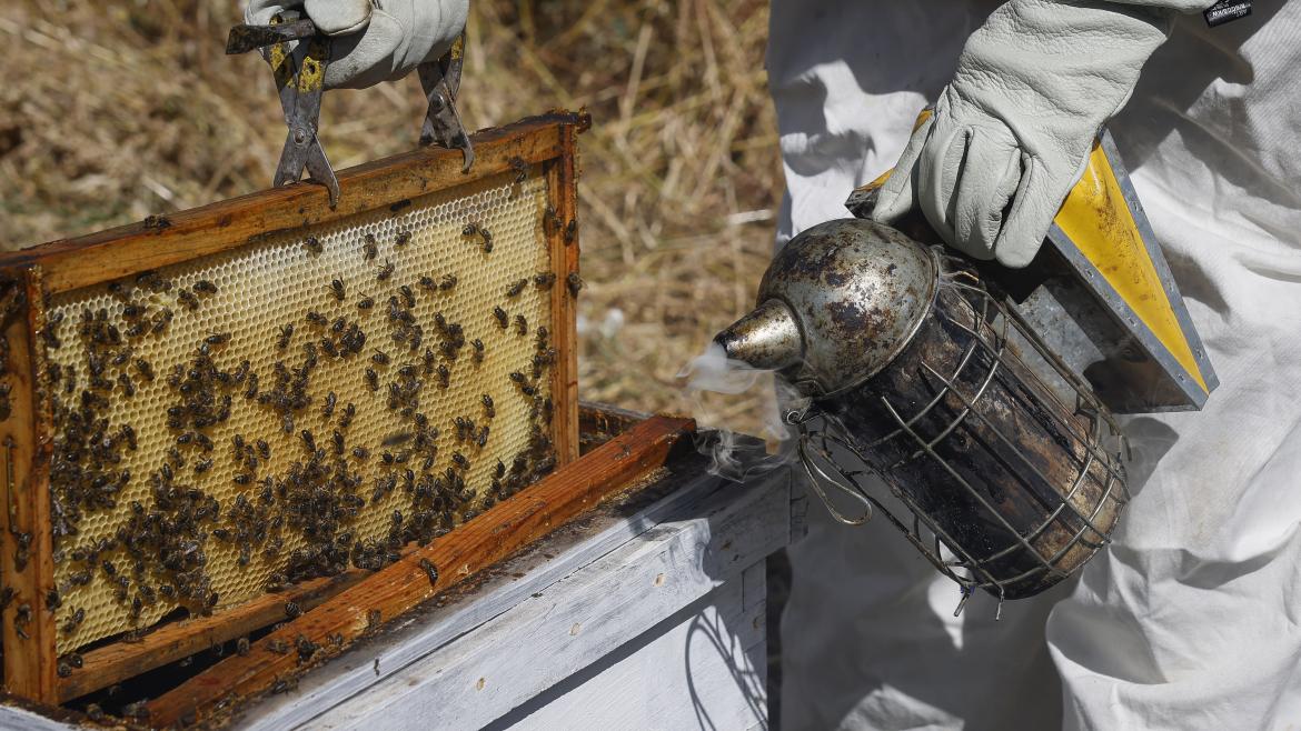 Apicultores abejas