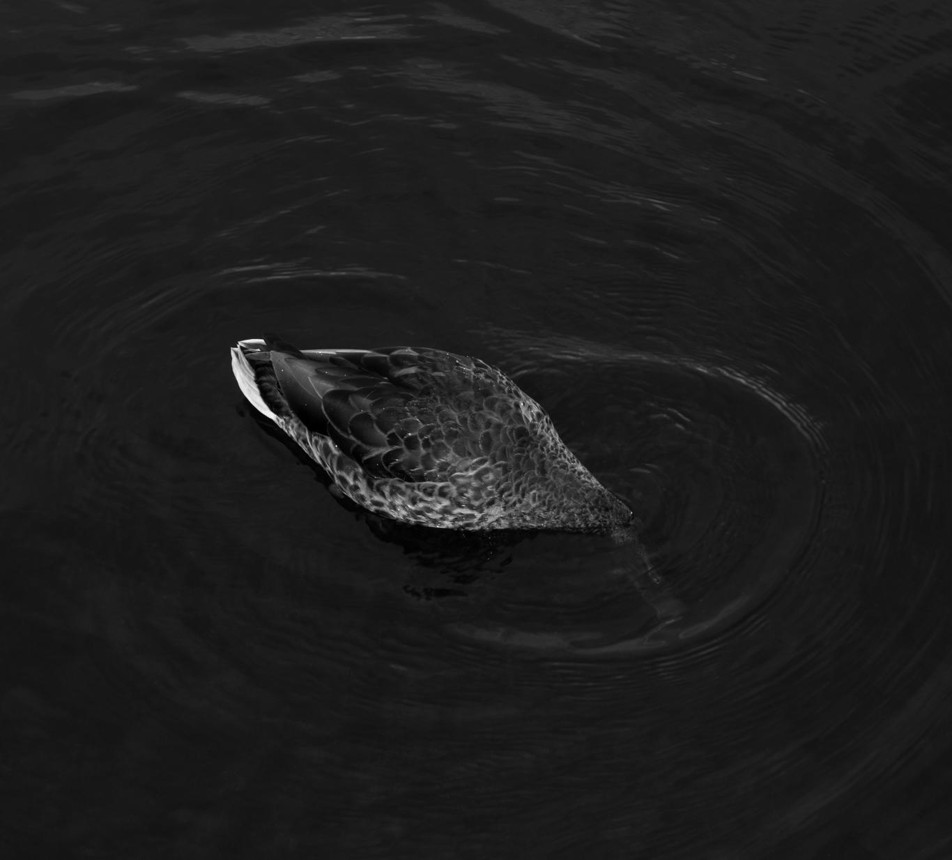 Pato con la cabeza sumergida en el agua