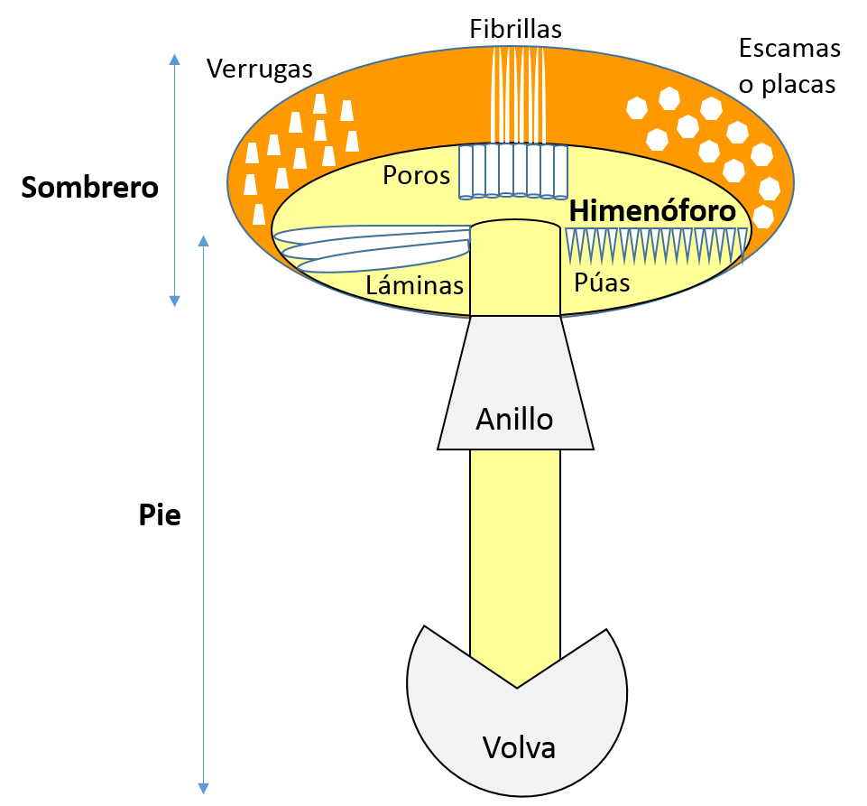 Esquema de las partes de una seta