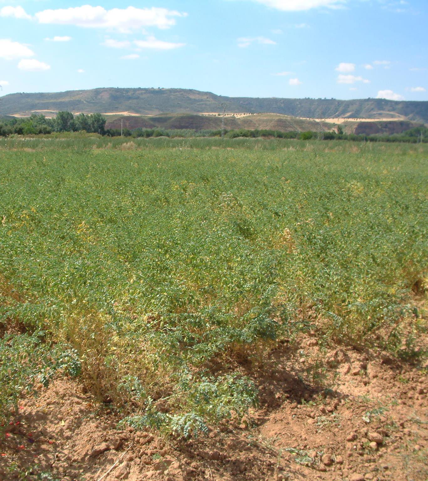 Campo de plantas de garbanzo