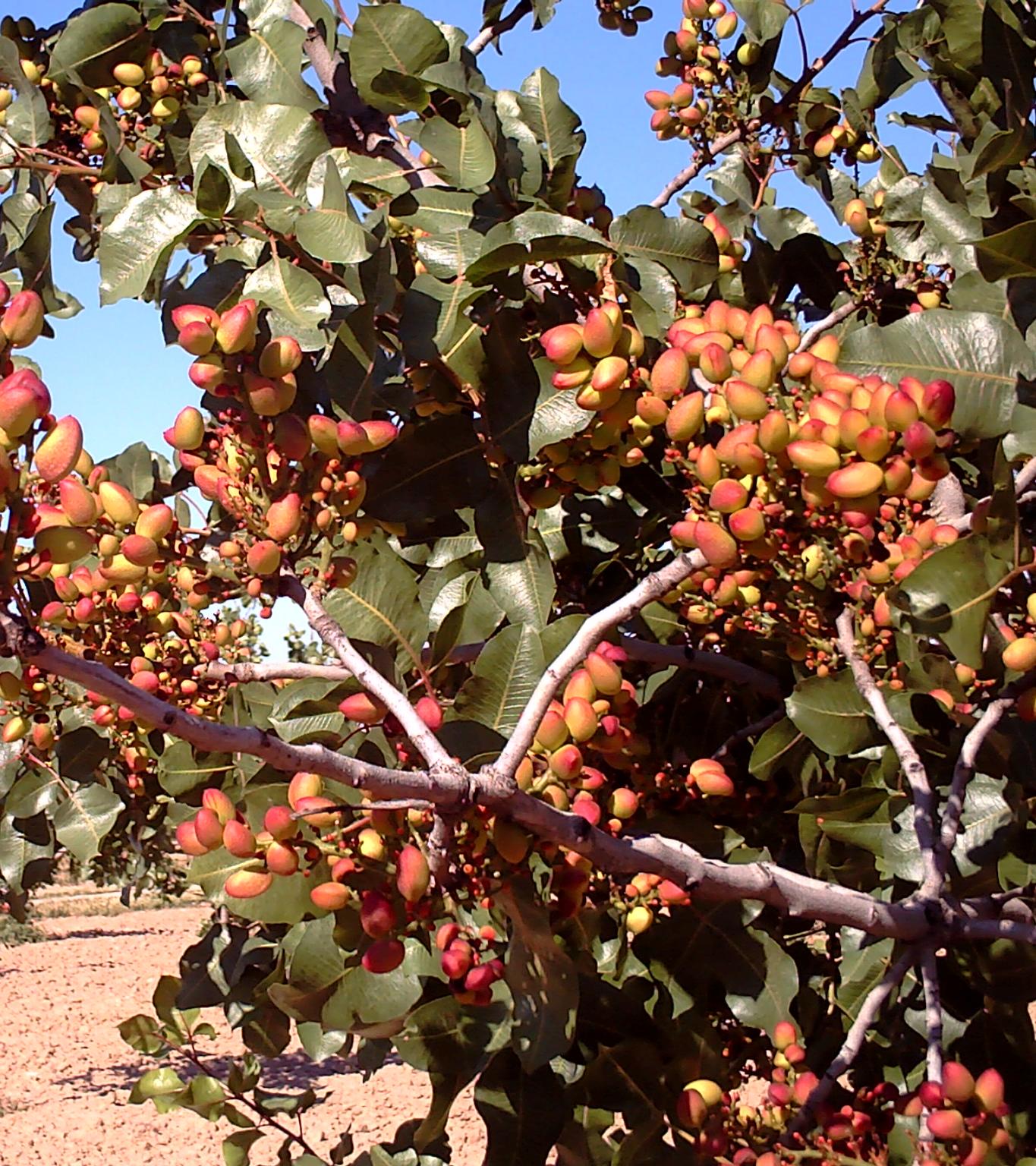 Planta de pistacho con frutos