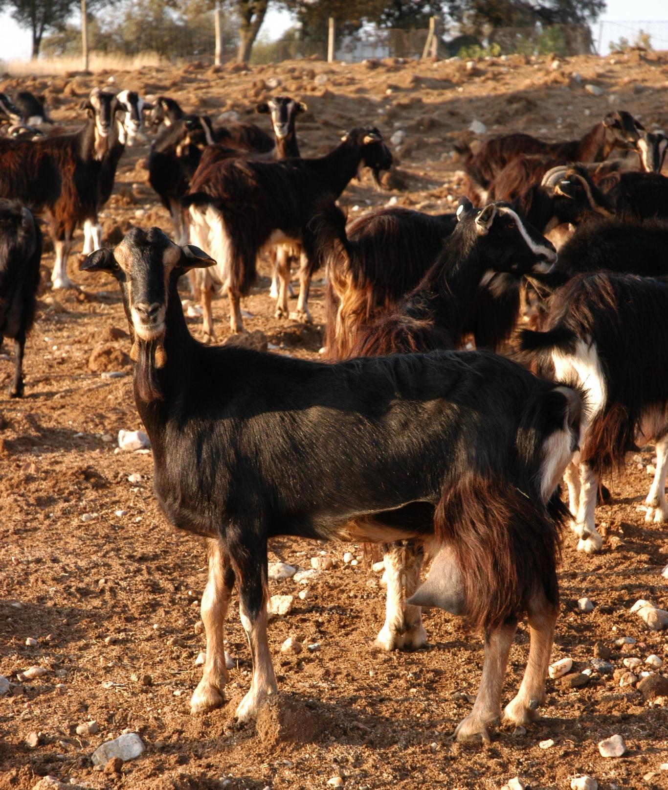 Grupo de cabras de guadarrama 