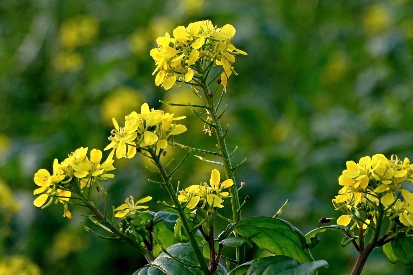 Plantas de colza (con flor amarilla)