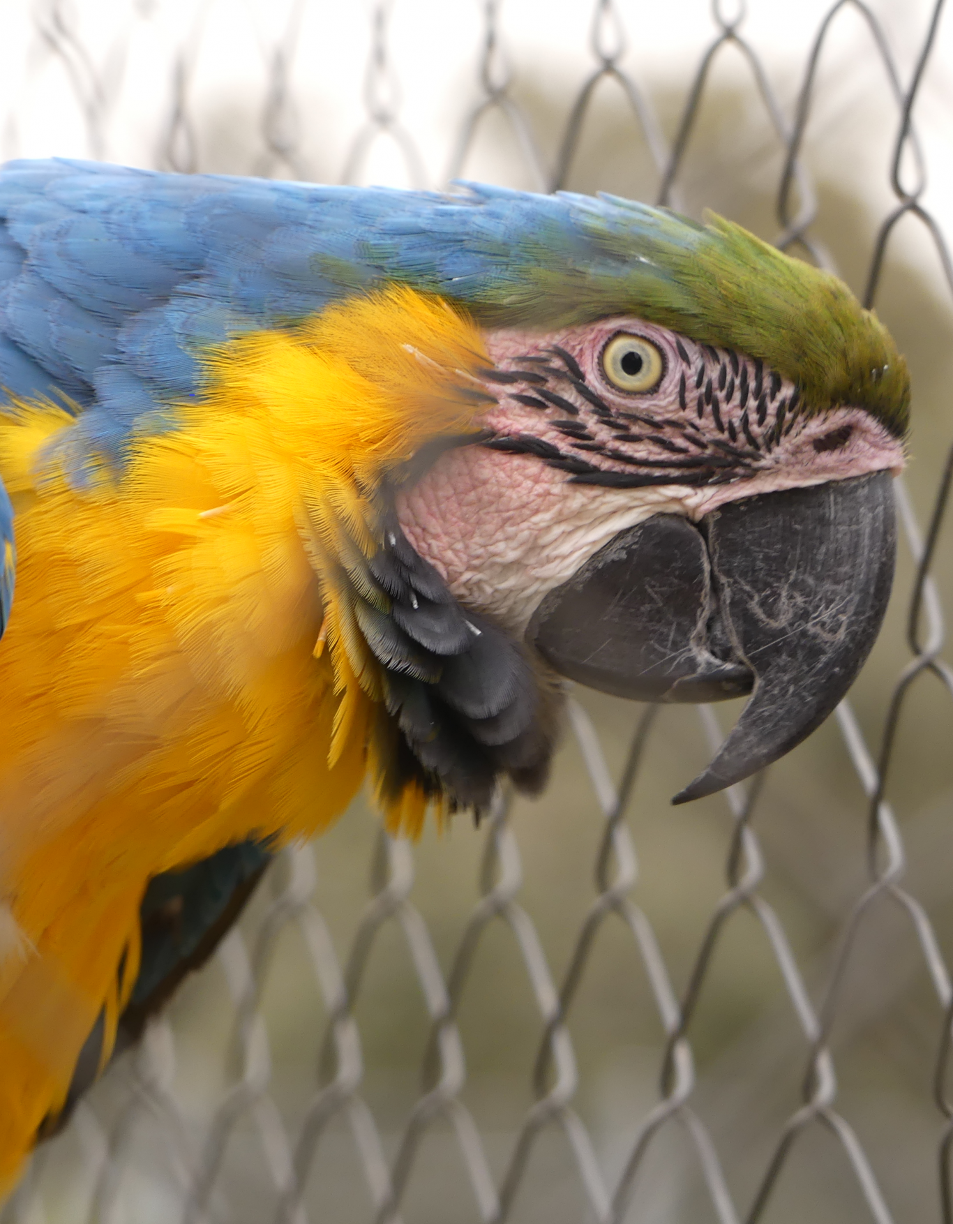 Foto cabeza guacamayo