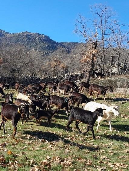 Foto cabras