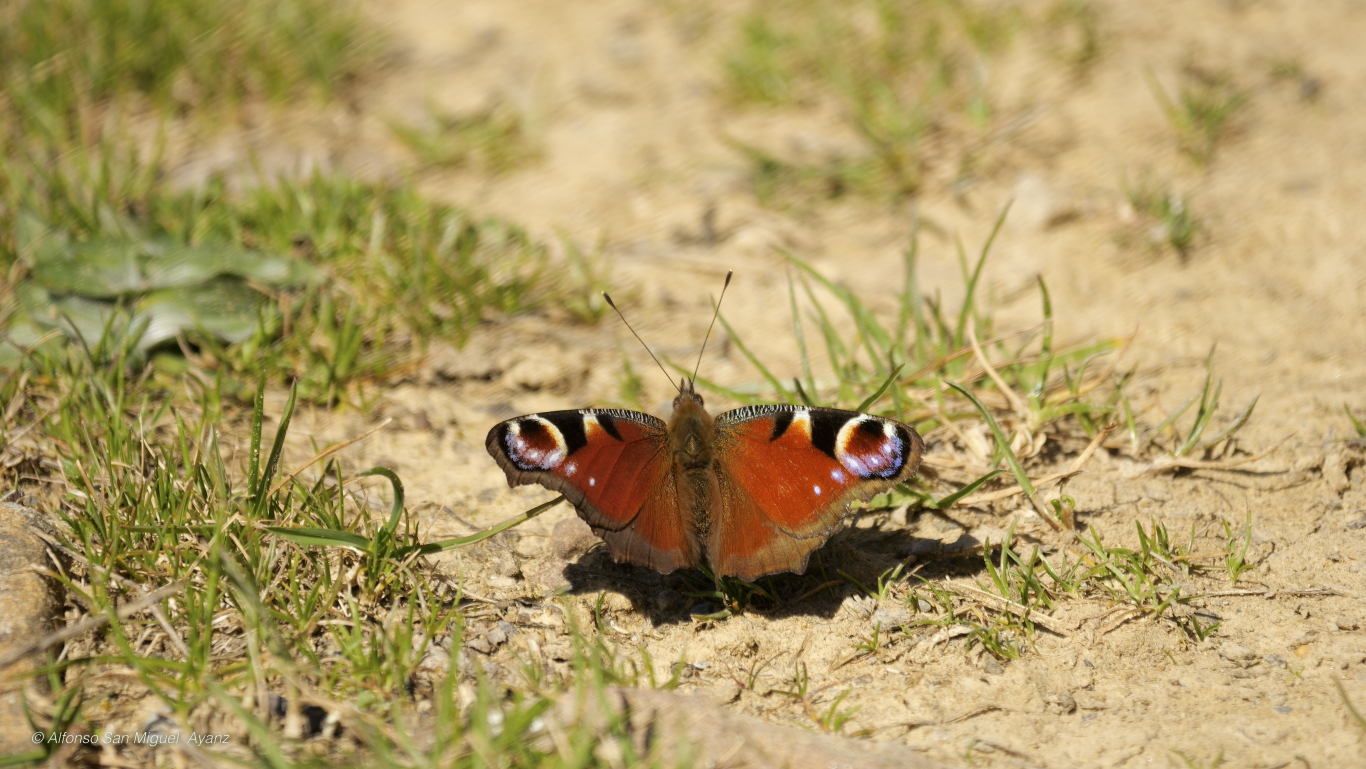 Mariposa "Inachis io"