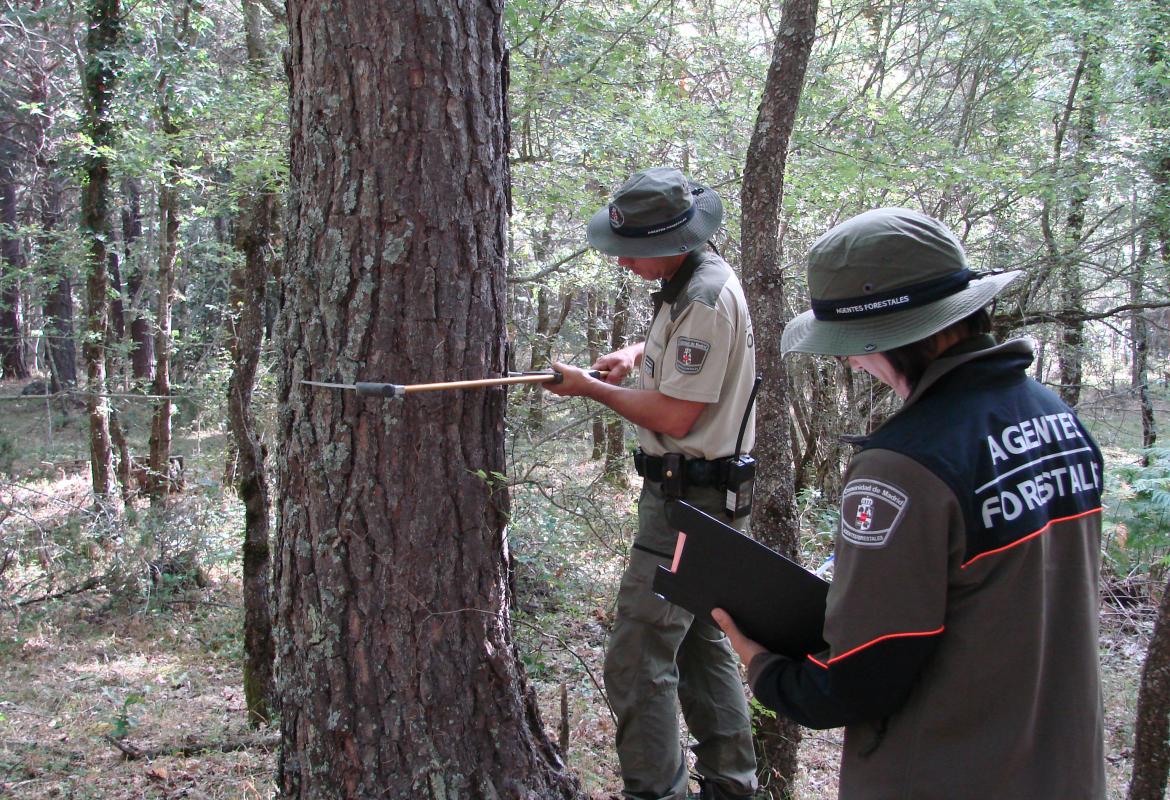 Agentes forestales realizando un inventario para un aprovechamiento de madera